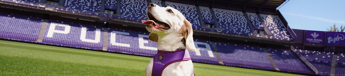 Accesorios Mascotas